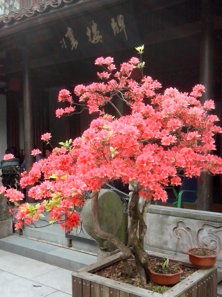 六和塔.映山红.jpg