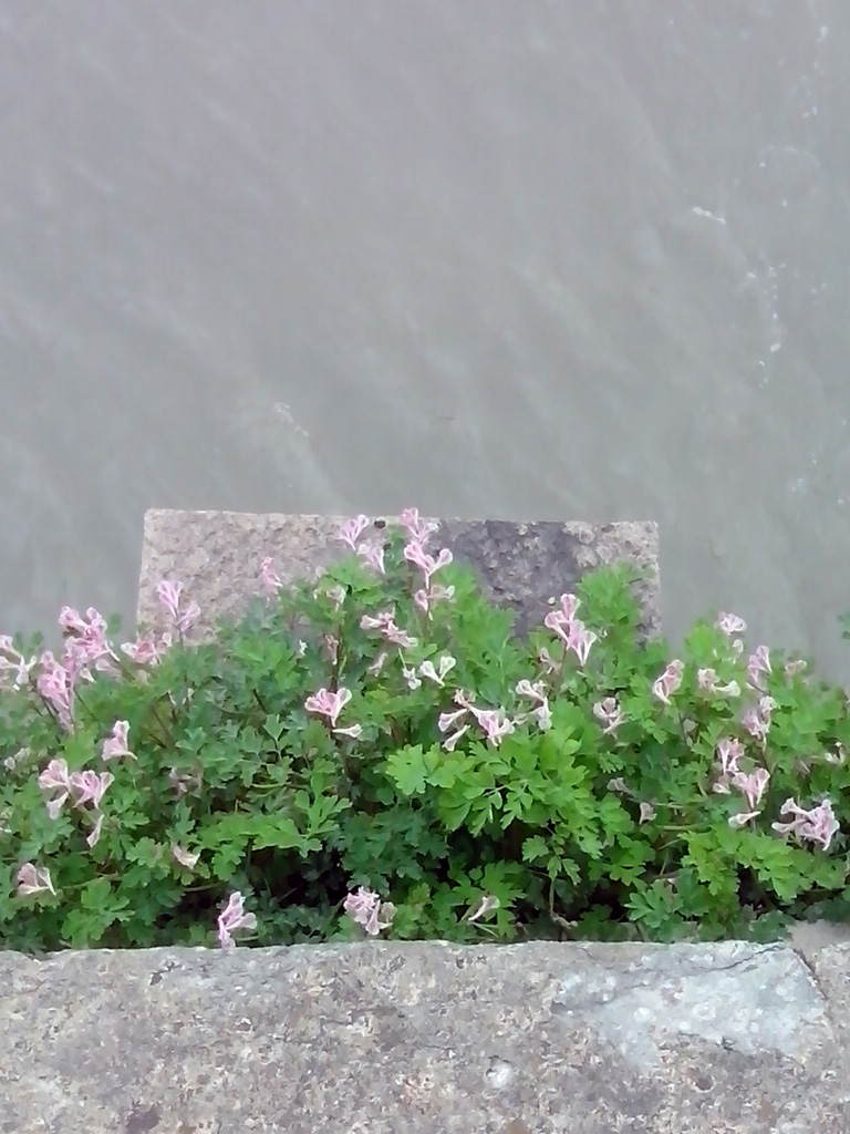 拱宸桥.小花.jpg